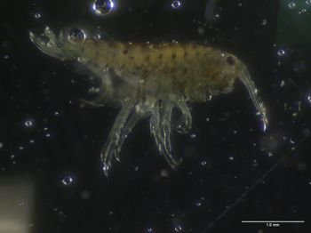 Media type: image; Invertebrate Zoology 140348
